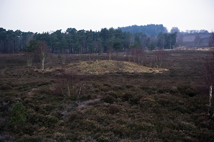 Iping Common (Barrow / Cairn Cemetery) by A R Cane