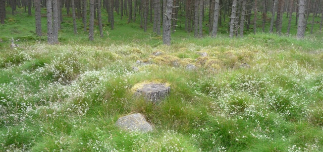Deishar Wood (Cairn(s)) by drewbhoy