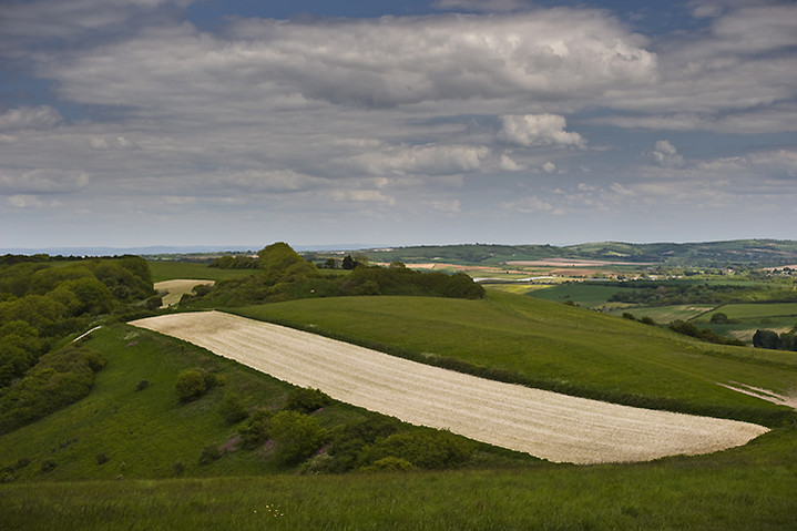 Chillerton Down (Hillfort) by A R Cane