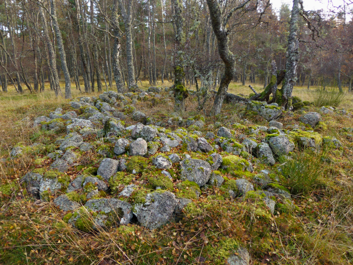Balnagowan Wood (Cairn(s)) by thelonious