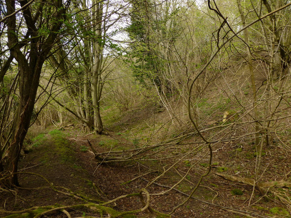 Backbury (Hillfort) by thesweetcheat