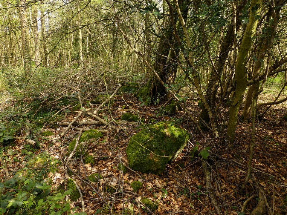 Worgan's Wood (Cairn(s)) by thesweetcheat