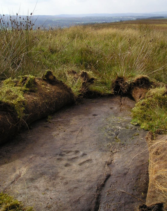 Broughmore Wood (Cup and Ring Marks / Rock Art) by tiompan