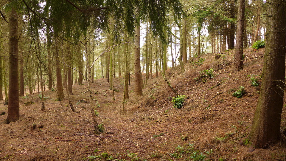 Nesscliffe Hill Camp (Hillfort) by thelonious