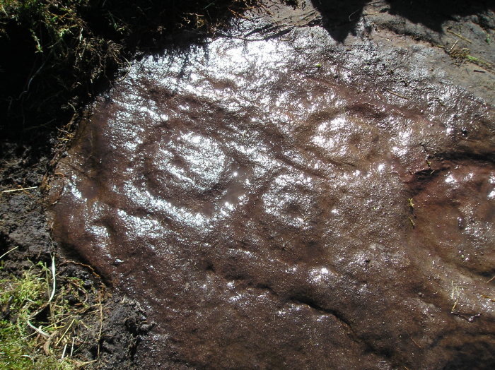 Bog (Cup and Ring Marks / Rock Art) by tiompan