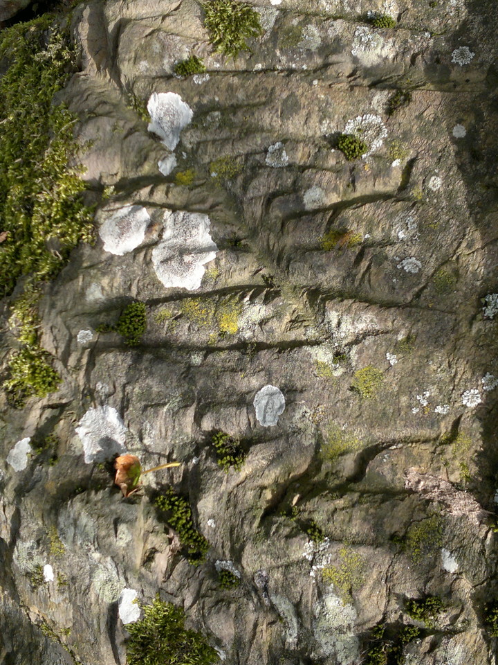 The Wren's Egg & Nest (Standing Stones) by spencer
