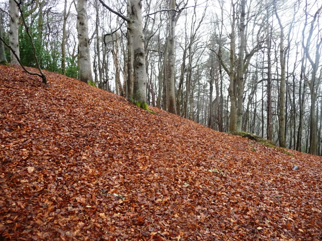 Cluny Hill (Hillfort) by drewbhoy
