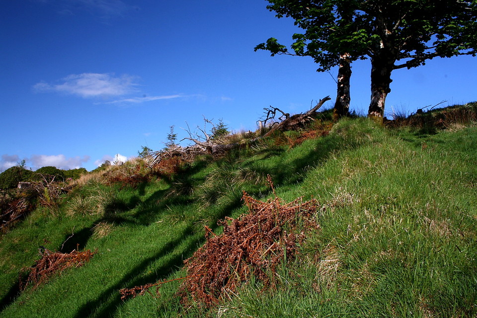 Auchalick Wood (Hillfort) by GLADMAN