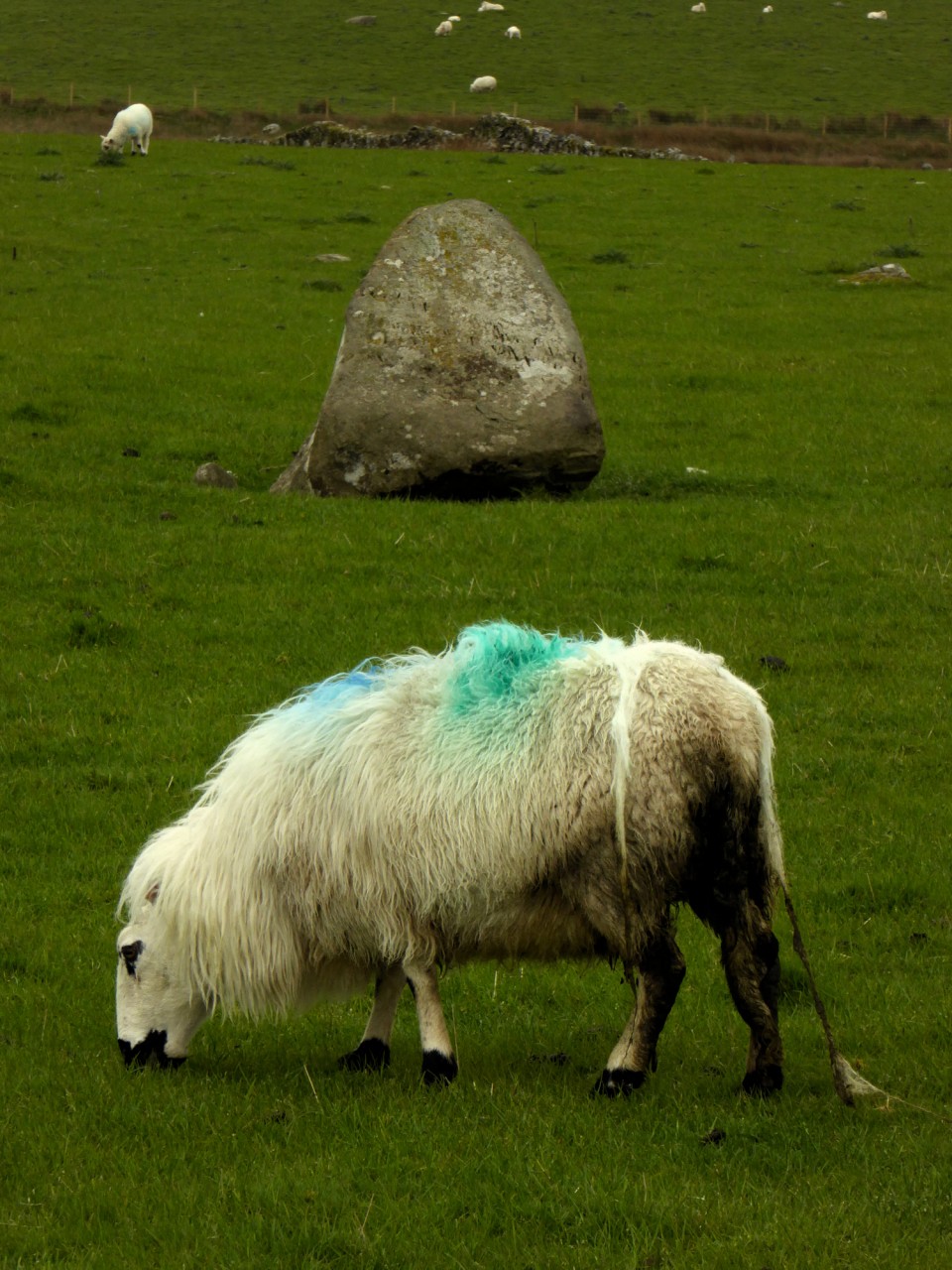 Moel Goedog Stone 3 (Standing Stone / Menhir) by thesweetcheat