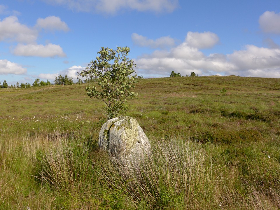 Shurrery Kirk (Standing Stone / Menhir) by thelonious