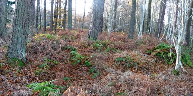 Kirkton Wood (Kerbed Cairn) by drewbhoy