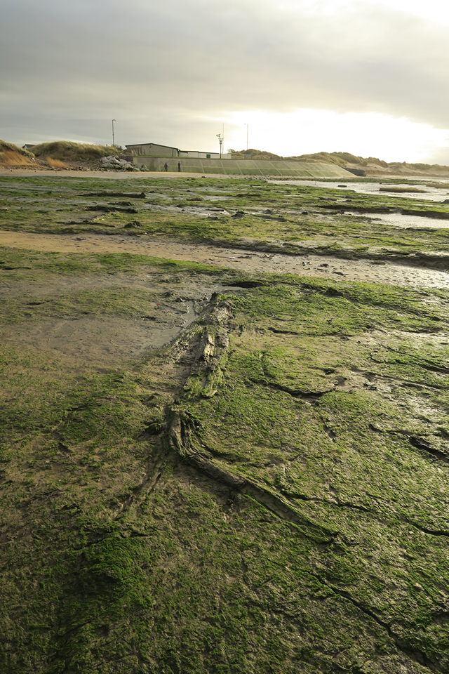 Hightown submerged forest (Ancient Trackway) by thelonious