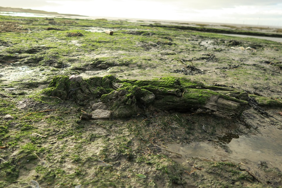 Hightown submerged forest (Ancient Trackway) by thelonious