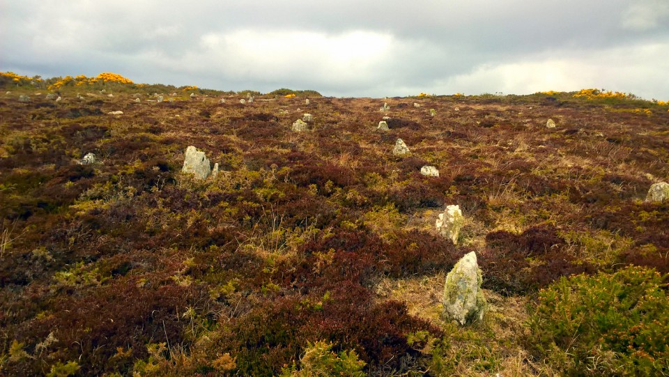 Hill O'Many Stanes (Multiple Stone Rows / Avenue) by carol27