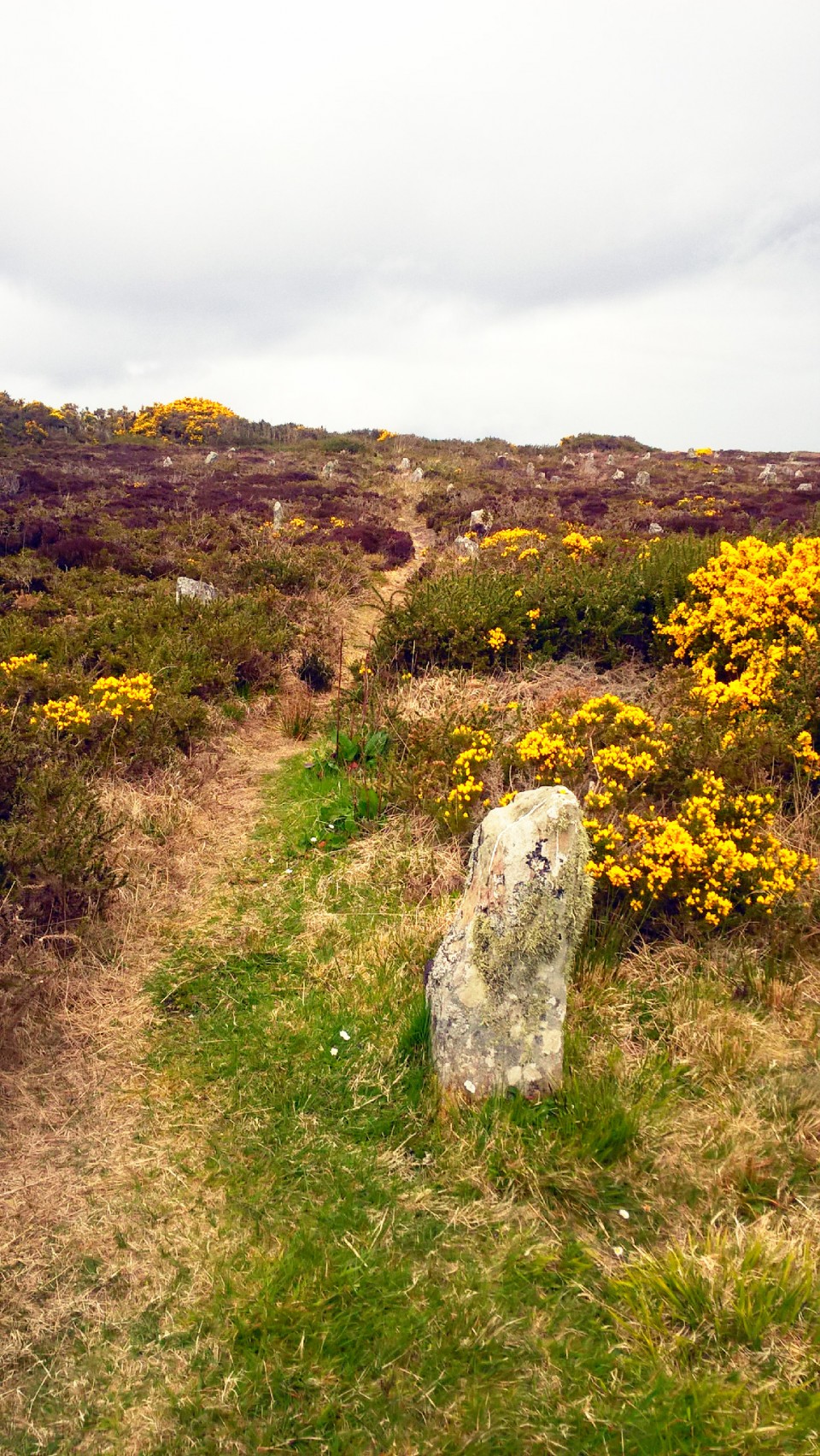 Hill O'Many Stanes (Multiple Stone Rows / Avenue) by carol27