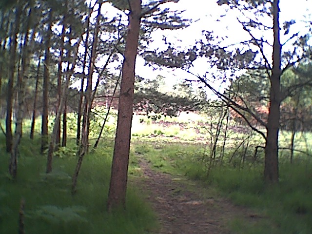 Horsell Common (Round Barrow(s)) by elmcloud