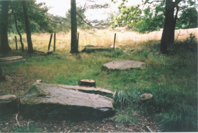 Gallow Hill Wood (Stone Circle) by hamish