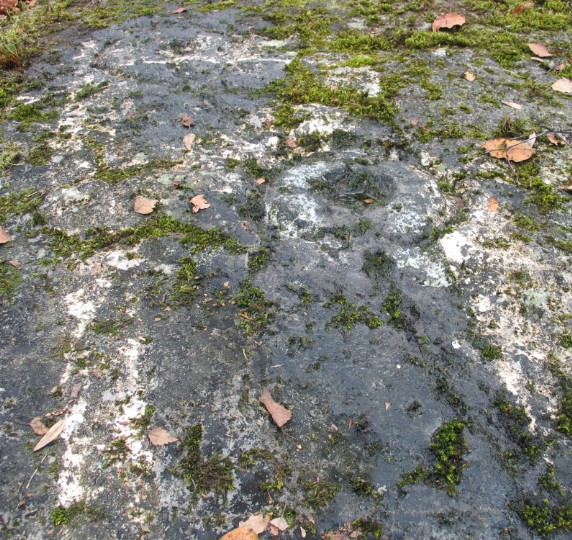 Craigston Wood (Cup and Ring Marks / Rock Art) by greywether