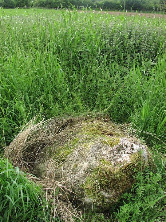 Shapbeck Plantation (Stone Circle) by Moth