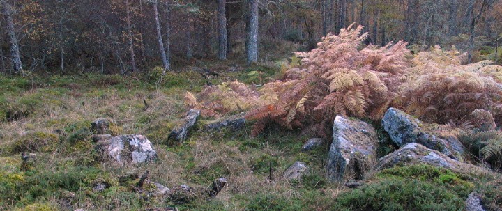 Scotsburn Wood West (Chambered Cairn) by greywether
