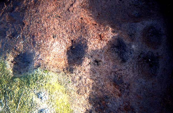Barningham Moor (Cup and Ring Marks / Rock Art) by Hob