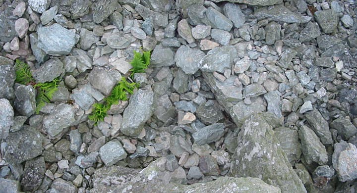 Trefignath (Chambered Cairn) by stubob