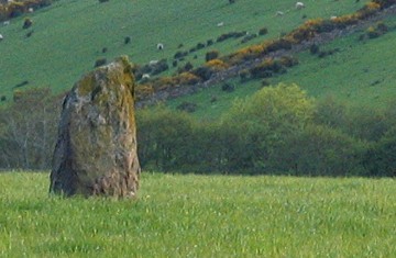 Mains of Clava NE (Standing Stone / Menhir) by greywether