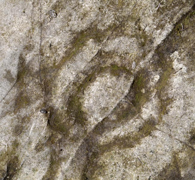 Stronach Wood (Cup and Ring Marks / Rock Art) by Hob