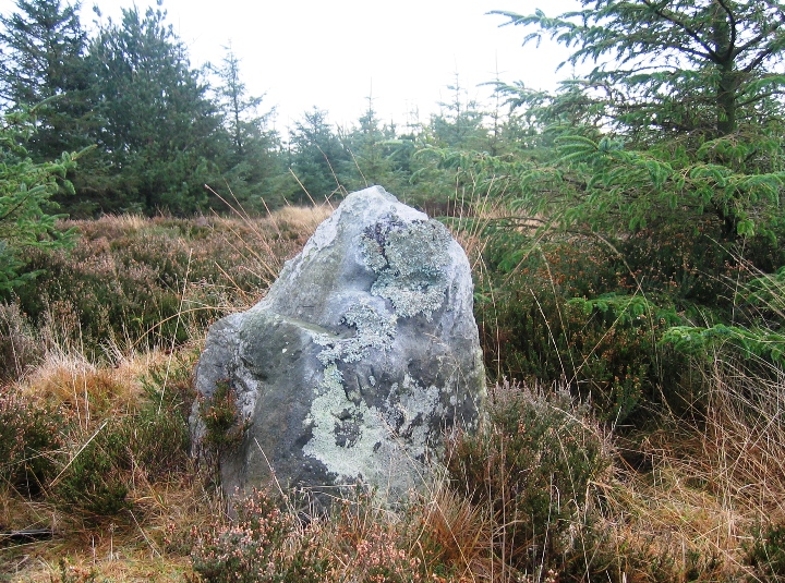 Newton Mulgrave Woods (Standing Stone / Menhir) by fitzcoraldo