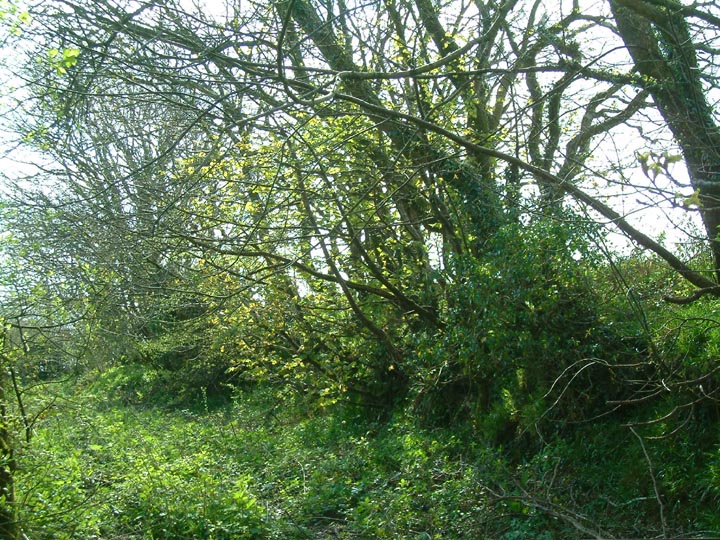 Giant's Hedge (Dyke) by Mr Hamhead