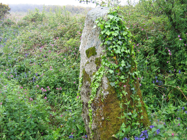 Castallack Carn (Standing Stone / Menhir) by ocifant