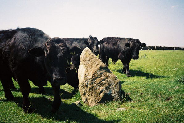 Moel Goedog Stone 3 (Standing Stone / Menhir) by Idwal