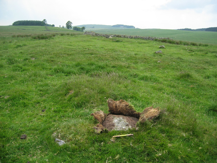 Howden Hill (Northumberland) (Cup Marked Stone) by rockandy