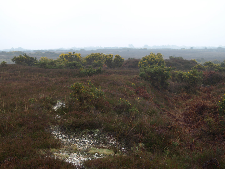 Setley Plain (Round Barrow(s)) by formicaant