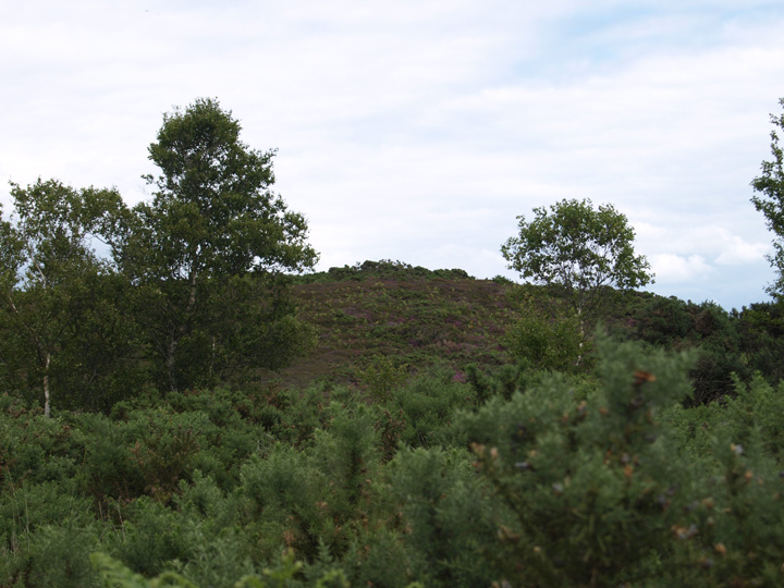 Drove Hill (Barrow / Cairn Cemetery) by formicaant