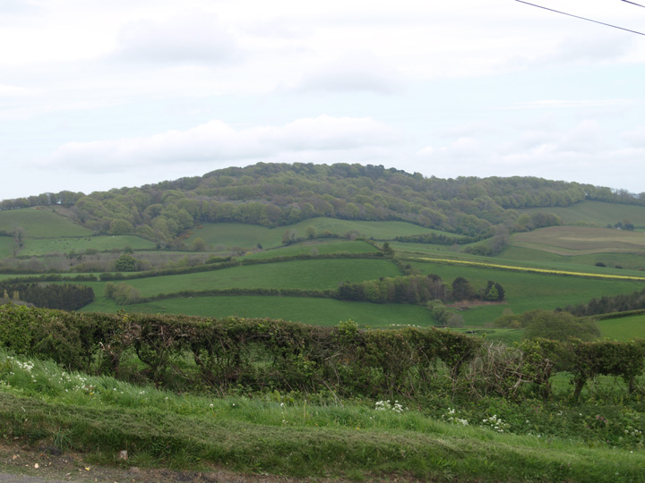 Lewesdon Hill (Hillfort) by formicaant
