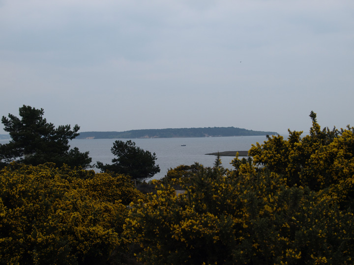 Brownsea Island (Ancient Village / Settlement / Misc. Earthwork) by formicaant