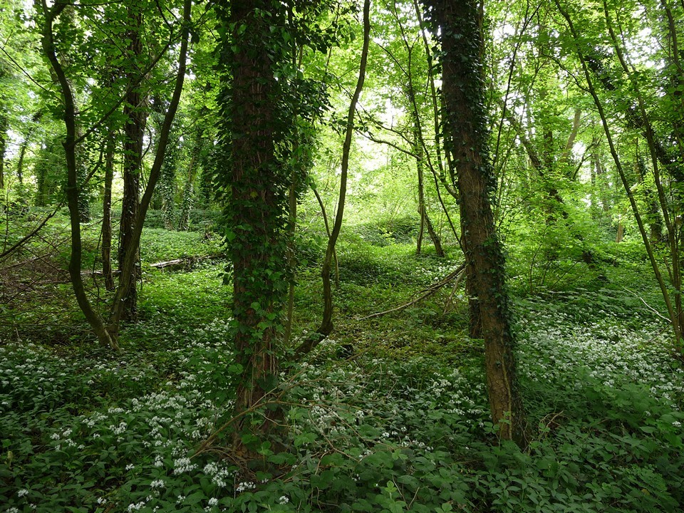 Llanmelin Wood (Hillfort) by thesweetcheat