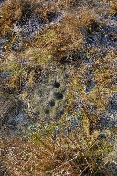 Middleton Moor 453 (Cup Marked Stone) by fitzcoraldo