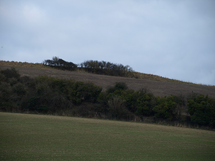 Grimstone Down (Ancient Village / Settlement / Misc. Earthwork) by formicaant