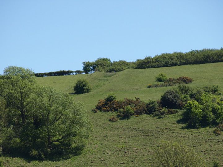 Lyscombe Hill (Dyke) by formicaant