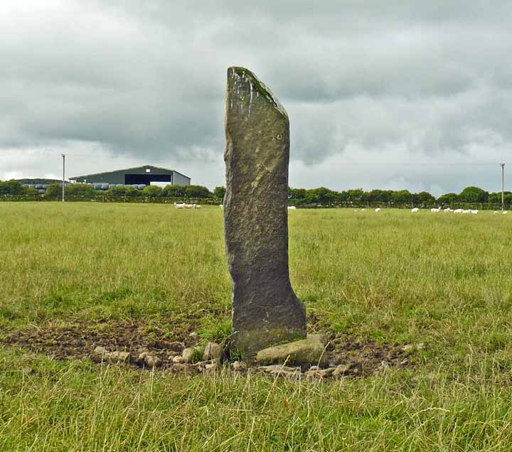 Ackergill Mains (Standing Stone / Menhir) by baza