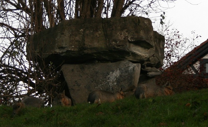 Dublin Zoological Gardens (Chambered Tomb) by postman