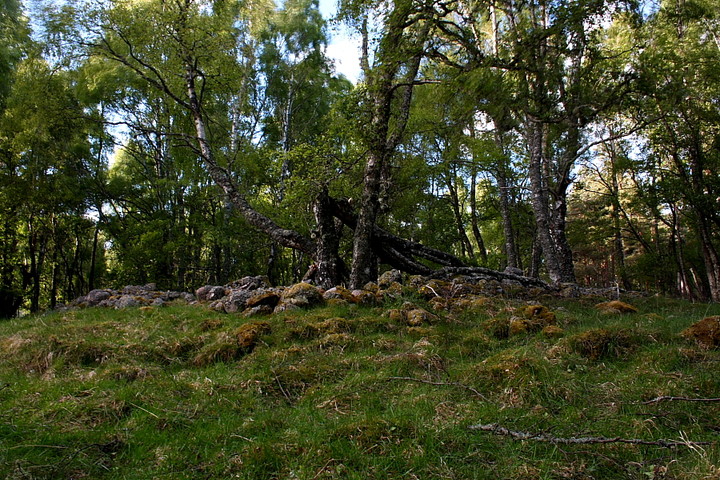 Balnagowan Wood (Cairn(s)) by GLADMAN