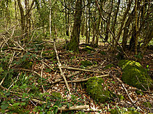 <b>Worgan's Wood</b>Posted by thesweetcheat