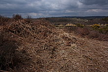<b>Iping Common</b>Posted by GLADMAN