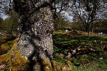 <b>Edinchip Chambered Cairn</b>Posted by GLADMAN