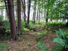<b>Lady Mary's Wood</b>Posted by drewbhoy