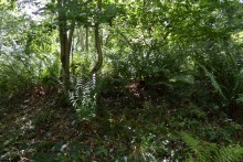 <b>Withington Woods West</b>Posted by thesweetcheat
