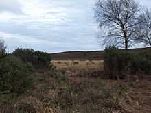 <b>Coombe Heath</b>Posted by formicaant